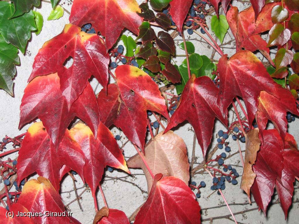 2005-10-24 18-16-47 octobre 78,1mm 1_60_eme f4,0(x1024).jpg